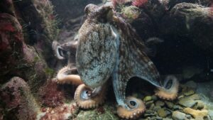 Read more about the article Best Octopus Salad Recipes